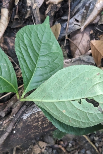 Chloranthus oldhamii, photograph 2