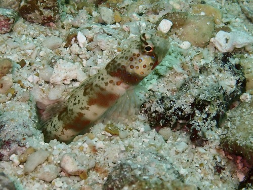 Amblyeleotris periophthalma observed 2026-08-13