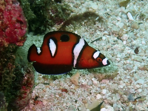 Coris formosa observed 2026-08-13