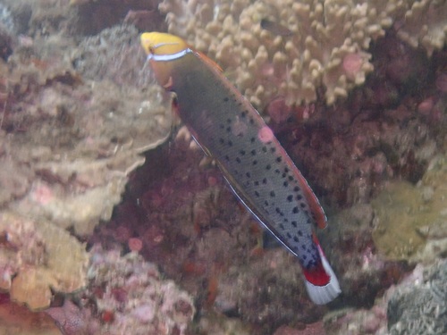 Coris formosa observed 2026-08-13