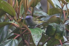 Conirostrum albifrons