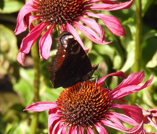 European Peacock Butterfly