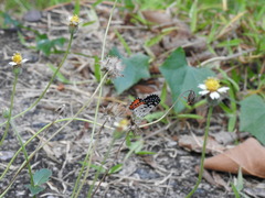 Talicada nyseus