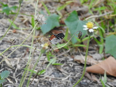 Talicada nyseus