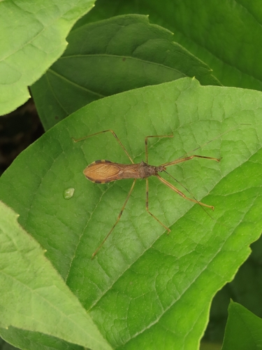 Endochus cingalensis