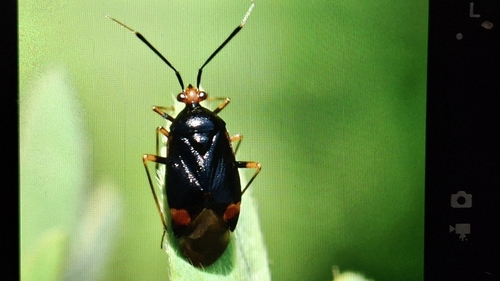 Red-spotted Plant Bug