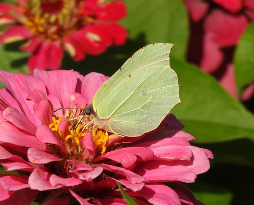 Common Brimstone