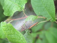 Yponomeuta evonymella
