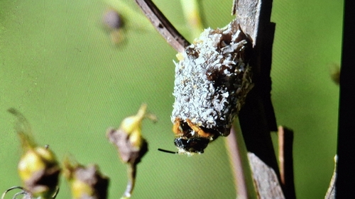 European Rotund-Resin bee