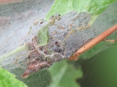 Yponomeuta evonymella