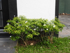 Tabernaemontana divaricata