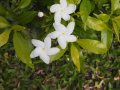 Tabernaemontana divaricata