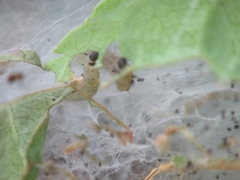 Yponomeuta evonymella