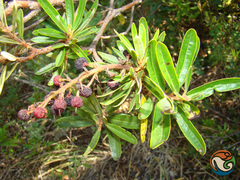Comarostaphylis polifolia