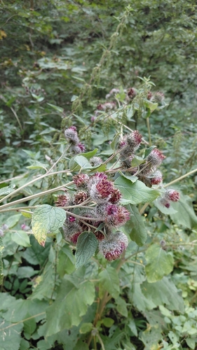 Woolly Burdock
