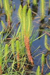 Hippuris vulgaris