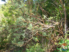 Comarostaphylis polifolia