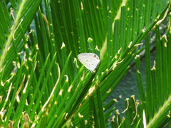 Polyommatini