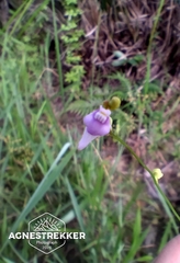 author not stated, no rights reserved Utricularia caerulea, photograph author not stated, no rights reserved