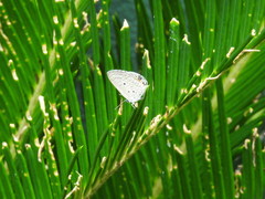 Polyommatini