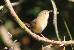 Cistothorus platensis