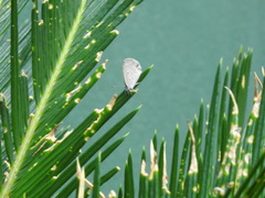 Polyommatini