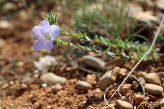Linum lanuginosum