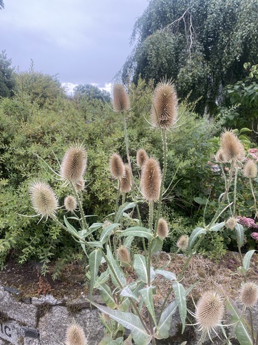 wild teasel