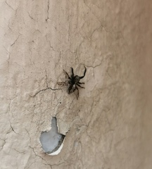 Pseudeuophrys lanigera