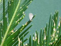 Polyommatini