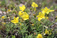 Linum tauricum