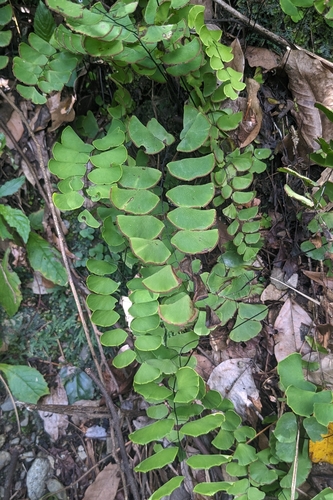 Adiantum philippense, photograph 2