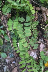 Adiantum philippense, photograph (c) 許文俊, some rights reserved (CC BY-SA)