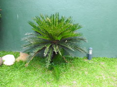 Cycas