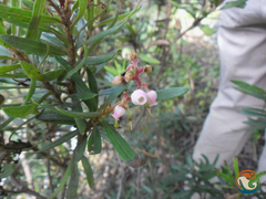 Comarostaphylis polifolia