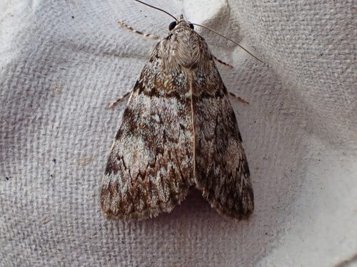 Girlfriend and Little Lined Underwings photo 5
