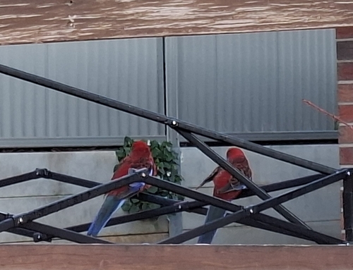 Crimson Rosella