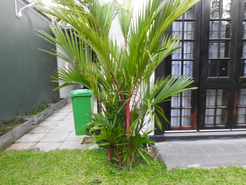 Cyrtostachys renda