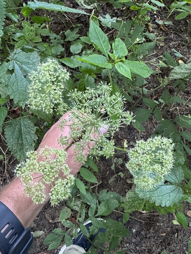 Наблюдение на iNaturalist