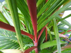Cyrtostachys renda