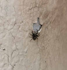 Pseudeuophrys lanigera