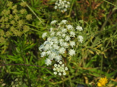 Ammi majus, photograph (c) Duarte Frade, some rights reserved (CC BY)