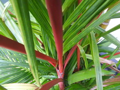 Cyrtostachys renda