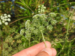 Ammi majus, photograph (c) Duarte Frade, some rights reserved (CC BY)