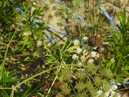 Ammi majus, photograph 4