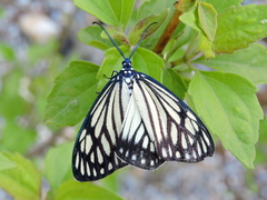 Cyclosia papilionaris