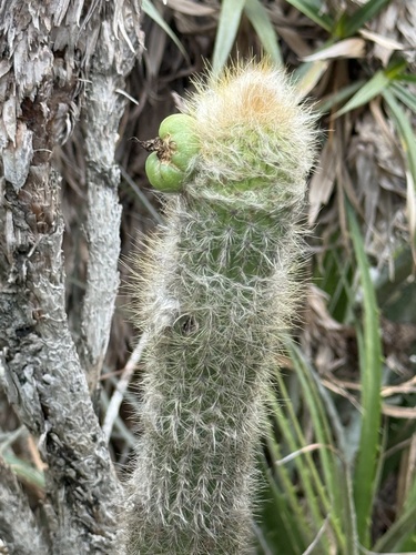 Pilosocereus aurisetus