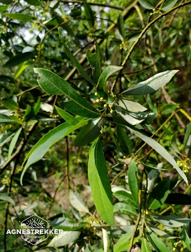 Litsea cubeba
