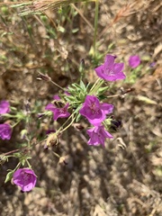 Eremalche parryi kernensis