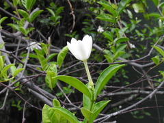 Angiospermae
